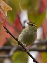 Gelbbrauen-Laubsänger (Phylloscopus inornatus), Birsfelden