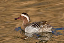 Knäkente (Anas querquedula) M, Klingnauer Stausee