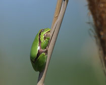 Laubfrosch (Hyla arborea), Neusiedlersee