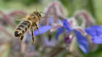 Honigbiene (Apis mellifera), Villnachern