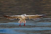 Lachmöwe (Chroicocephalus ridibundus), Klingnauer Stausee