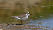 Flussregenpfeifer (Charadrius dubius), Schinznach