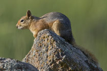 Kaukasisches Eichhörnchen (Sciurus anomalus), Lesbos, Griechenland