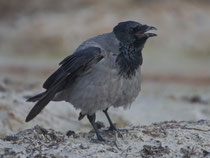 Nebelkrähe (Corvus Cornix), Prerow, Mecklenburg-Vorpommern