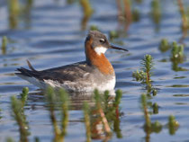 Odinshühnchen (Phalaropus robatus), Vadso/Varanger, Norwegen