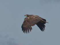 Seeadler (Haliaeetus albicella), Varanger, Norwegen