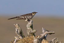 Häherkuckuck (Clamator glandarius), Castro Verde, Portugal