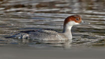 Zwergsäger W (Mergellus albellus), Rälliker Ried / Greifensee