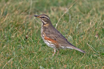 Rotdrossel (Turdus iliacus), Helgoland D