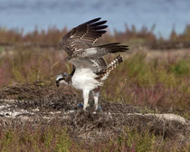 Fischadler (Pandion haliaetus), Albufera, Mallorca