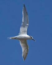 Brandseeschwalbe (Sterna sandvicensis), Ayamonte, Spanien