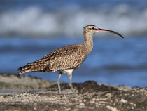 Regenbrachvogel (Numenius phaeopus), amerikanische Unterart, Tamarindo, Costa Rica