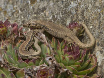 Mauereidechse (Podarcis muralis), Oberflachs