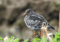 Meerstrandläufer (Calidirs maritima), Nuolener Ried