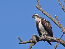 Fischadler (Pandion haliaetus), Flachsee