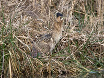 Rohrdommel (Botaurus stellaris), Klingnauer Stausee