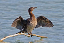 Zwergscharbe (Phalacrocorax pygmeus), Insel Ufenau / Zürichsee