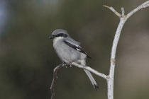 Raubwürger (Lanius excubitor), Fuerteventura, Spanien