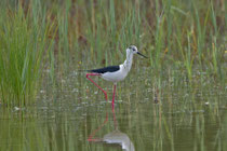 Stelzenläufer (Himantopus himantopus), Rälliker Ried (Greifensee)