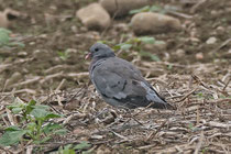 Hohltaube (Columba oenas), Birrfeld