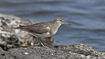 Flussuferläufer (Actitis hypoleucos), Lanzarote (Kanaren)