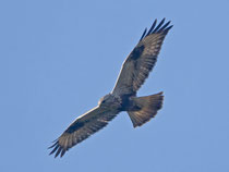 Raufussbussard (Buteo lagopus), Noville VD