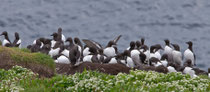 Trottellumme (Uria aalge), Hornoya/Varanger, Norwegen