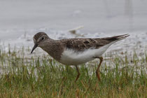 Temminckstrandläufer (Calidris temminckii), Neeracherried