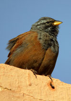 Hausammer (Emberiza sahari), Quarzazate, Marokko