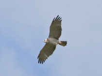 Schlangenadler (Circaetus gallicus), Leuk VS