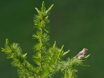 Baumpieper (Anthus trivialis), Ritomsee TI