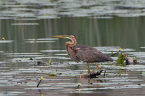 Purpurreiher (Ardea purpurea), Stille Reuss bei Rottenschwil