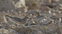 Triel (Burhinus oedicnemus), Fuerteventura, Spanien