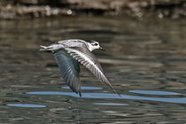 Thorshühnchen (Phalaropus fulicaria), Brienz BE