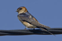 Rötelschwalbe (Cecropis daurica), Castro Verde, Portugal