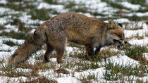 Rotfuchs (Vulpes vulpes), Witzwil BE