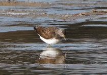 Waldwasserläufer (Tringa ochropus), Flachsee