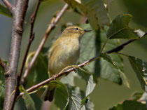 Fitis (Phylloscopus trochilus), La Sauge de Cudrefin