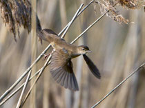 Rohrschwirl (Locustella luscinioides), Klingnauer Stausee