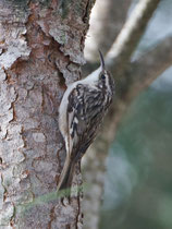 Gartenbaumläufer (Certhia brachydactyla), Donana, Spanien