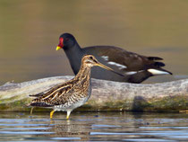 Bekassine (Gallinago gallinago) mit Teichhuhn, Klingnauer Stausee