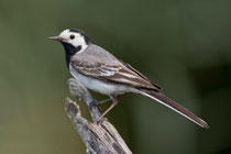 Bachstelze (Motacilla alba), Flachsee