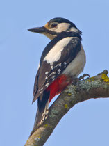 Buntspecht (Dendrocopus major) Weibchen, Biebrza Nationalpark, Polen