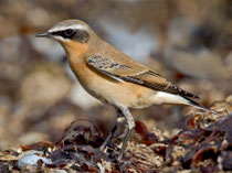 Steinschmätzer (Oenanthe oenanthe) im Schlichtkleid, Helgoland D