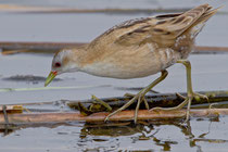 Kleines Sumpfhuhn (Porzana parva) W, Metochi Lake, Lesbos