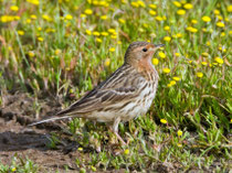 Rotkehlpieper (Anthus cervinus), Kalloni, Lesbos GR