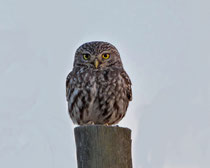 Steinkauz (Athene noctua), Castro Verde, Portugal