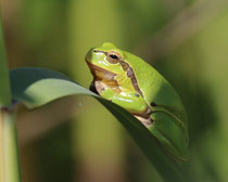 Laubfrosch (Hyla arborea), Neusiedlersee