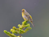 Zitronenzeisig (Carduelis citrinella), Glaubenberg LU