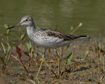 Grünschenkel (Tringa nebularia), La Sauge